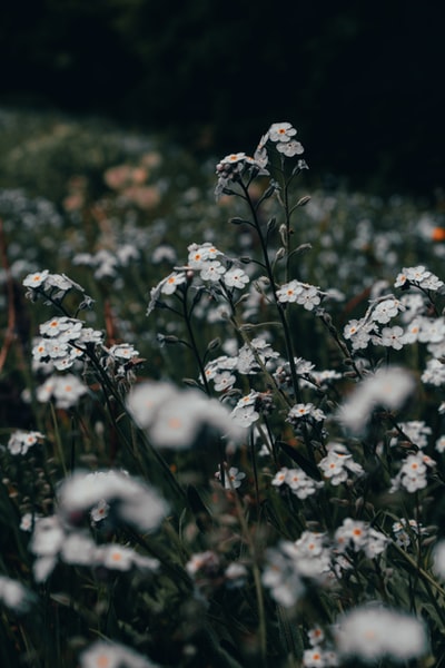 White flowers blooming
